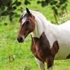 Sequlian